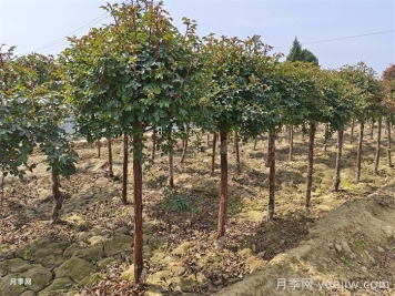 树状月季栽培的环境有什么要求？