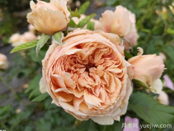 推荐八款6月最值得养的月季，特别耐晒，花大色艳