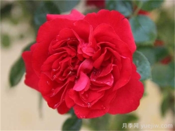 鲁硕红月季介绍和优缺点