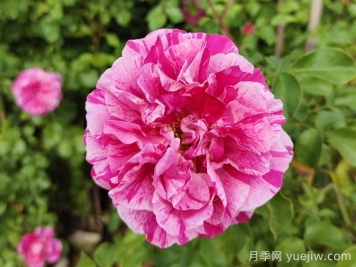 依蕾莎斯特月季介绍和优缺点