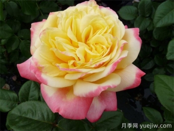 科德斯庆典月季介绍和优缺点