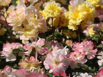 推荐勤花表现极好的景观低维护月季品种