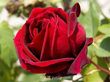 红丝绒月季介绍和优缺点