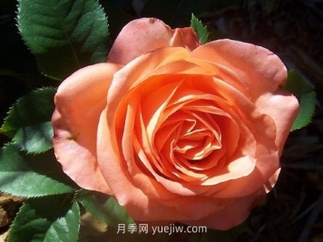 丹陶木瓜月季介绍和优缺点