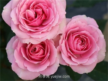 处女座月季介绍和优缺点