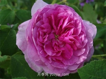 珍妮杜瓦尔月季介绍和优缺点