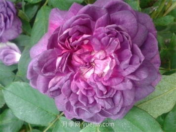 紫罗兰皇后月季介绍和优缺点