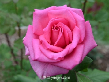 醉香酒月季介绍和优缺点