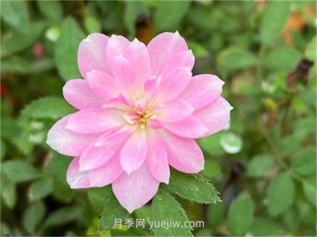 姬乙女月季介绍和优缺点