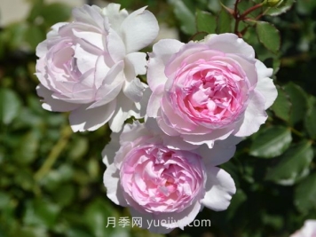 玛莎月季介绍和优缺点