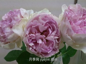 伊芙克莱尔月季介绍和优缺点