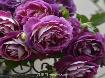 奥菲欧月季介绍和优缺点