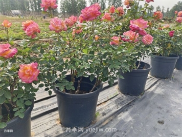 保证月季100%存活的十大养护绝招