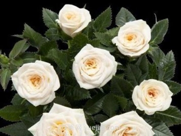 美狄亚柯德娜月季介绍和优缺点