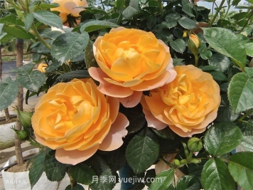 适合安徽种植的四季月季品种有哪些？