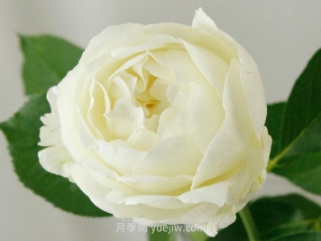 伊芙布雷琴月季介绍和优缺点