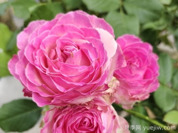 月季冷门小知识，原来自己根本不认识月季