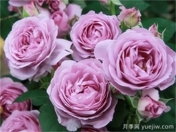 热门50种月季花品种展示，每一种都独特美丽