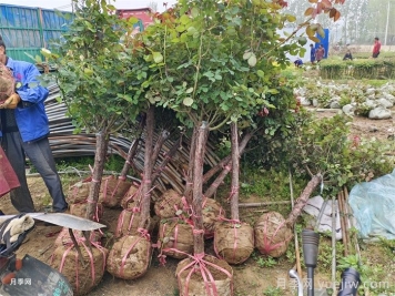 夏天连续阴雨天，月季如何养护？