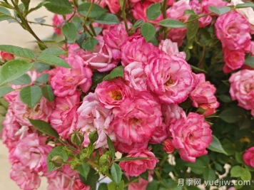 微型月季的栽培管理方法