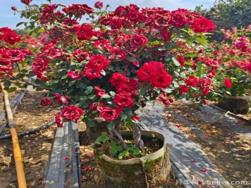 盆栽月季容易有病虫害，要如何预防？