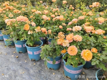 什么样的月季适合阳台种植？