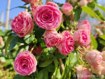 家里有院子，千万别错过4款月季