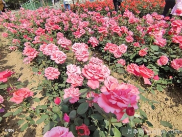 园林绿化如何提升夏季月季苗栽植成活率？