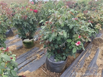 园林绿化苗木雨季农药使用技巧