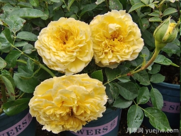 花友家庭废料自制3种月季花肥