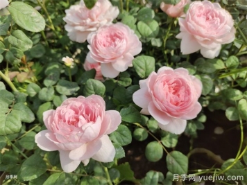 月季天冷后怎么养？月季花能开爆盆吗？具体怎么养护呢？