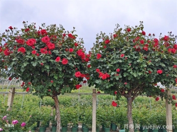 如何修剪整形树状月季树？