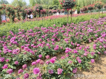 月季花在市政园林的无限可能