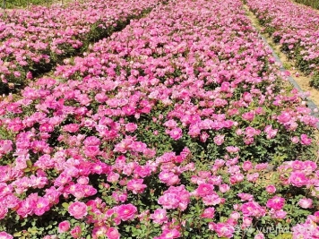 地被月季的种植规范