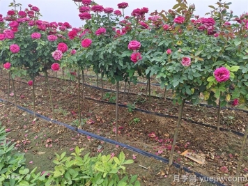 月季花的简单养护技巧