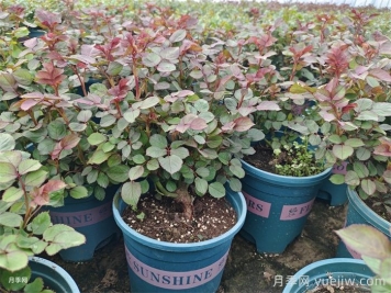 超实用的月季全年养护指南