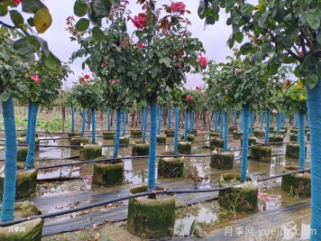 夏季树状月季管理要点