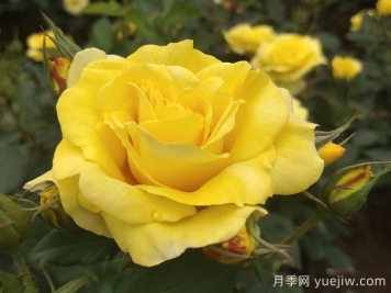 月季花怎么管理开花又多又大？做好四点