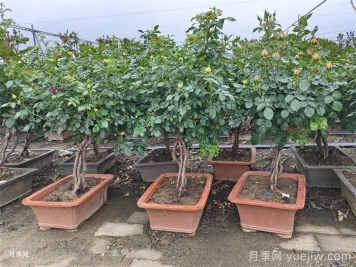 月季花一定要这样修剪