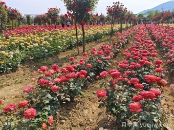 月季苗用什么肥养护长得健壮花多？