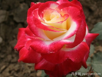 香水月季红双喜，养护5个要点又大又香