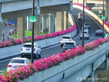 杭州高架月季，盛花期霸屏手机