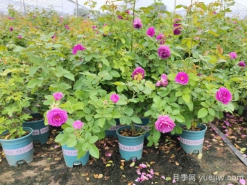 夏季梅雨阴雨绵绵，如何在照料我们的月季呢？