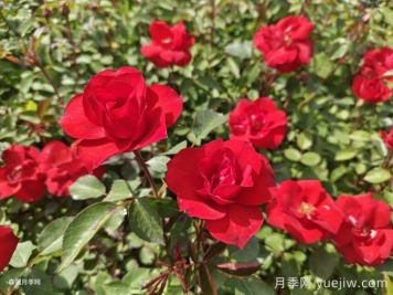 北京红月季，国月园林丰花月季推荐