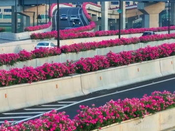 杭州高架月季绽放时，一路花开一路美景 