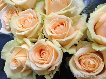 蜜桃雪山月季有什么特点，值得种植吗？