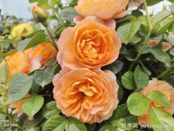 推荐10种值得拥有的网红月季品种