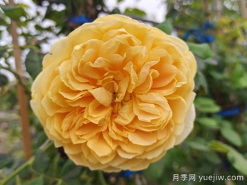 最受花友们喜爱的经典黄色系月季品种推荐