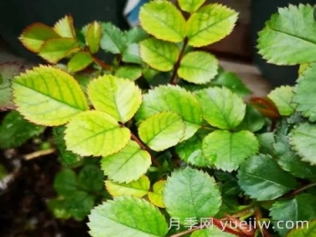 夏季月季新叶子发黄，该如何解决？