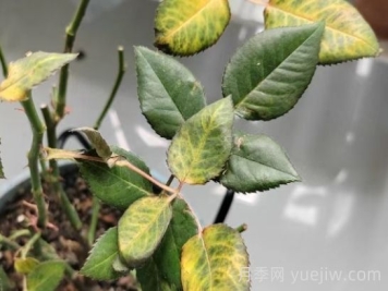 总结，9种月季黄叶症状及解决方法